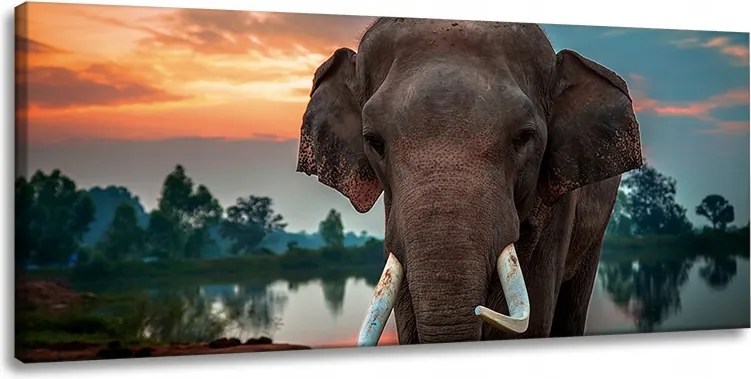 Vászonkép Gyönyörű Ég Elefánt Természet 120x60 cm Ideális ajándék