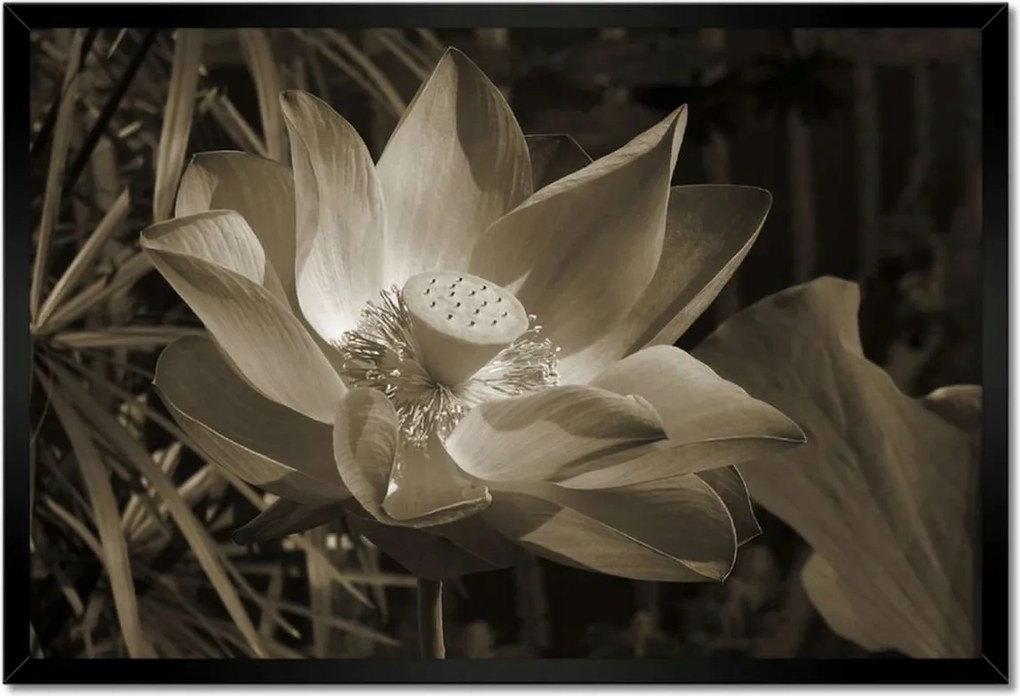 Poszter keretben 60x40 Lótusz lótuszvirág