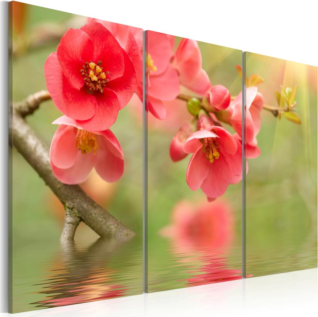 Kép - Mirror reflection of a cherry tree
