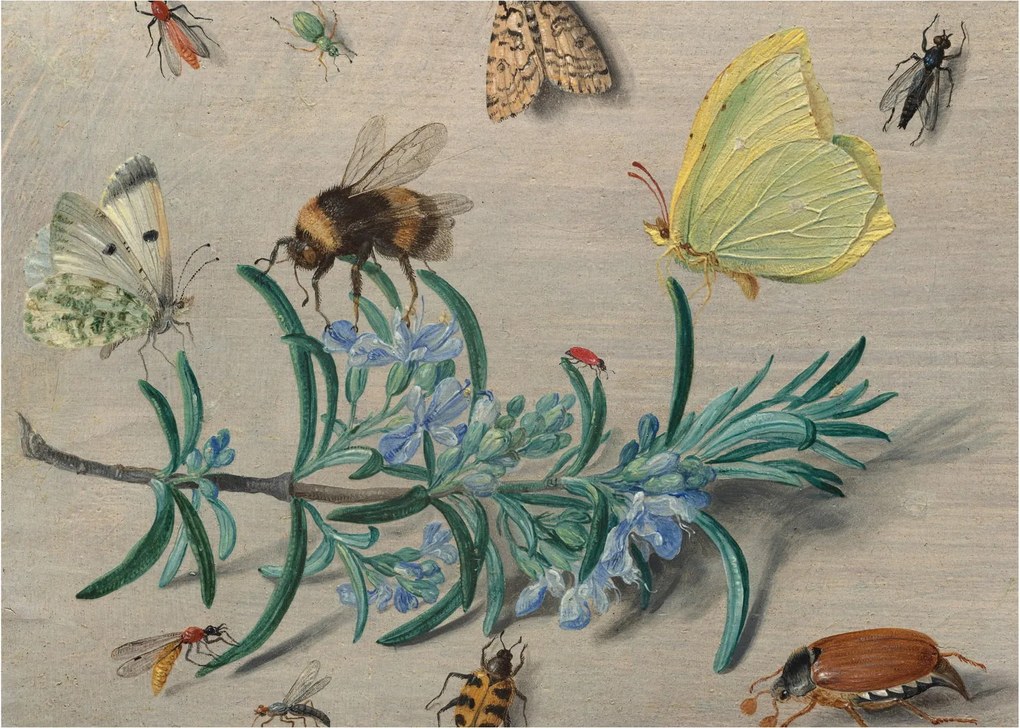 Üveg kép - Jan van Kessel the Elder, Insects and a Sprig of Rosemary, reprodukciók (70x50 cm)