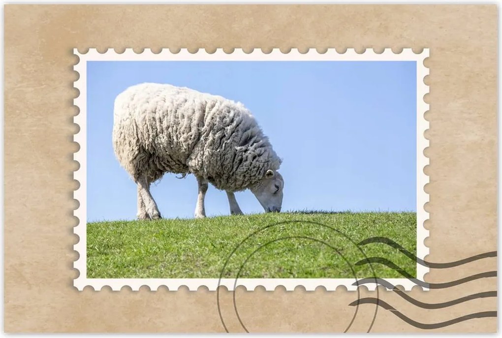 Poszterek 120x80 Bárány legeltetés közben