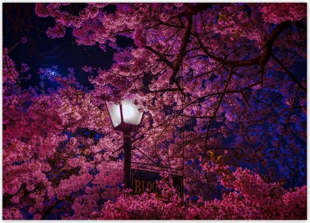 Poszterek 70x50 Mély éjszaka Lámpa Virágok