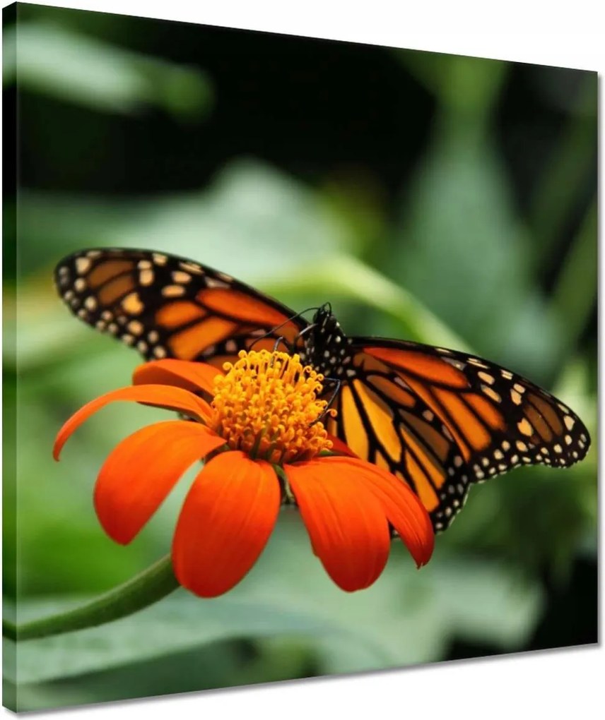 Vászonkép 40x40 Pillangó maradj