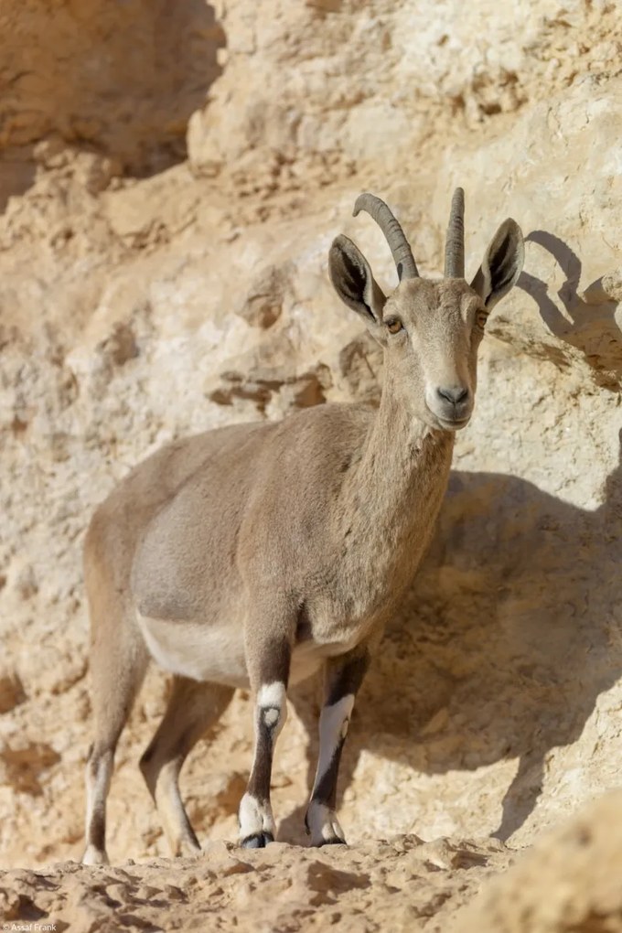 Poszter 20x30cm Nubiana Ibex 7, Assaf Frank