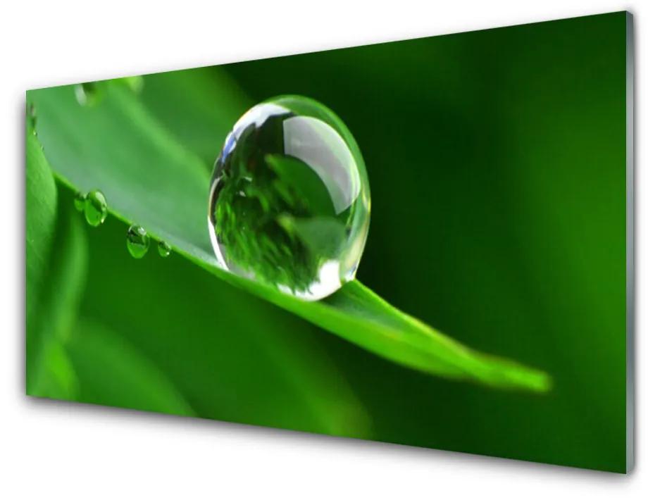 Üvegkép Plant Leaf Water Drops 140x70 cm