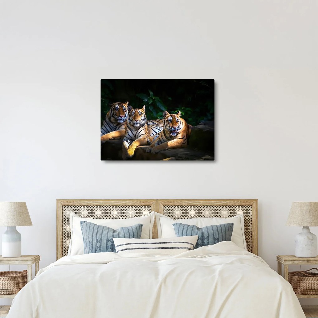 Kép - Tigris testvérek (70x50 cm)