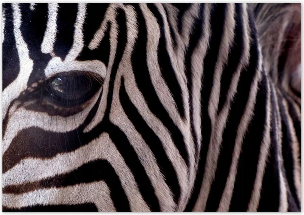 Poszterek 100x70 Makro fotó zebra