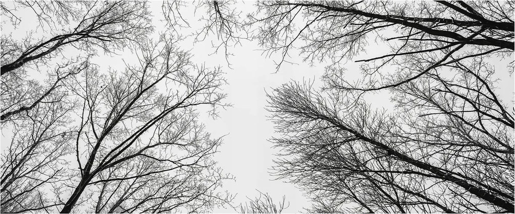 Dekoratív fotótapéta irodába Meztelen ágak 250x104 Ragasztó