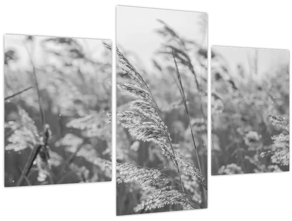 Kép - Fű a szélben (90x60 cm)