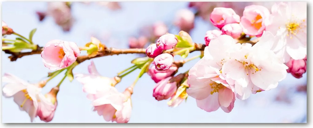 Konyhai védőpanel üvegből Cseresznyevirágok XXL