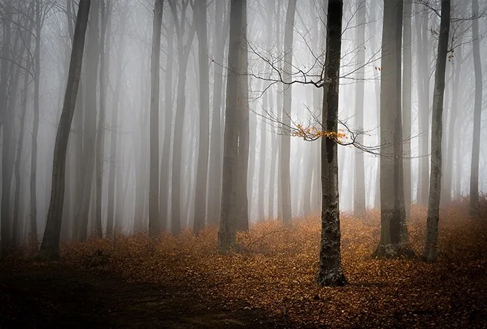 Fotótapéta 380x254 flizelin Erdő #F062 #sf