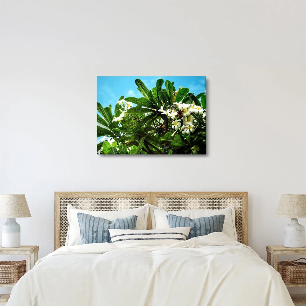 Kép - Plumeria (70x50 cm)
