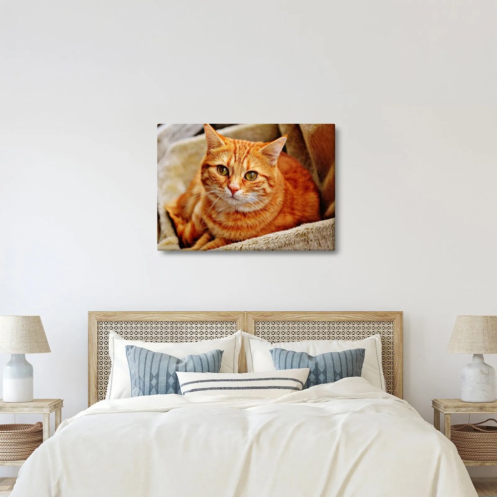 Egy fekvő macska képe (70x50 cm)