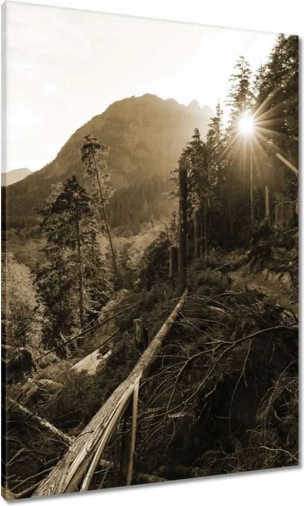 Vászonkép 70x100 Szépia tájkép Szépia