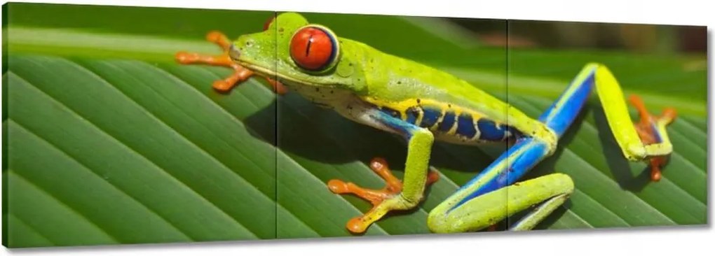 Vászonkép 150x50 Béka Fogó Béka