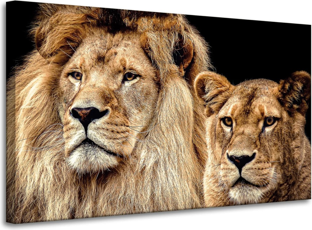 Vászonkép Oroszlán pár portré Vadság pár 100x60 cm