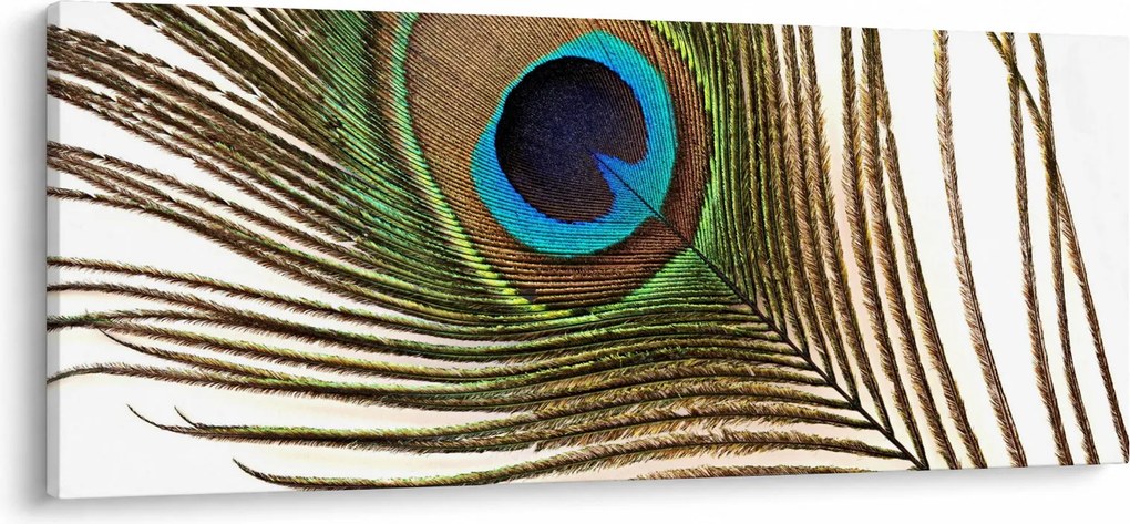 Pávatoll képe (120x50 cm)