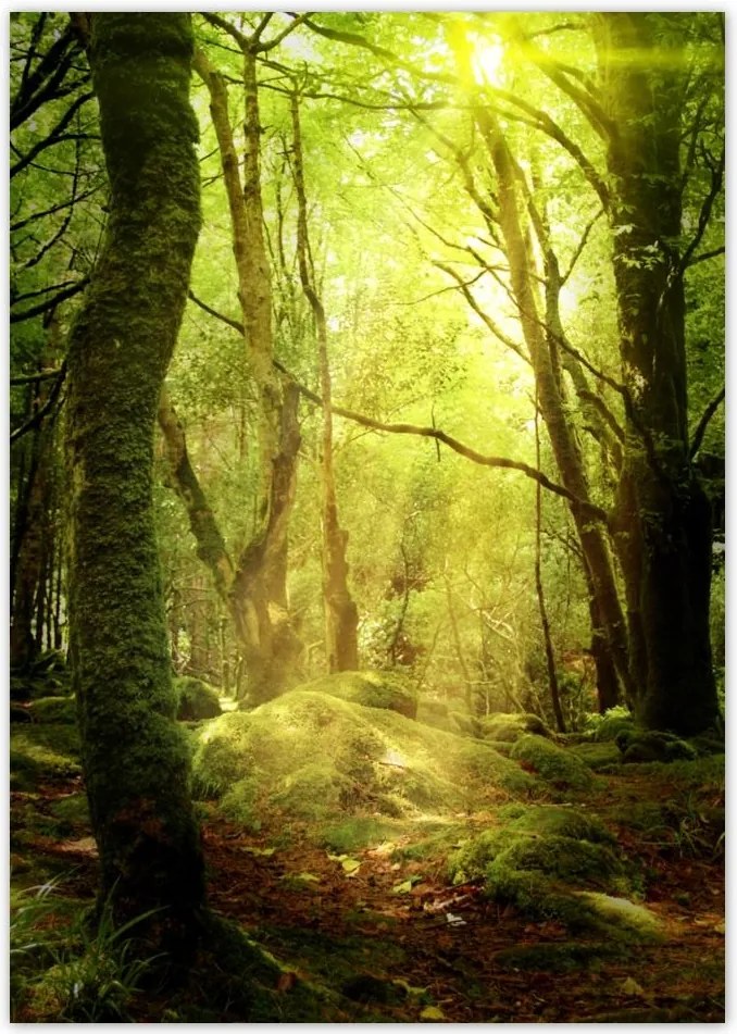 Poszterek A4 Pion Varázslatos erdő Tájkép