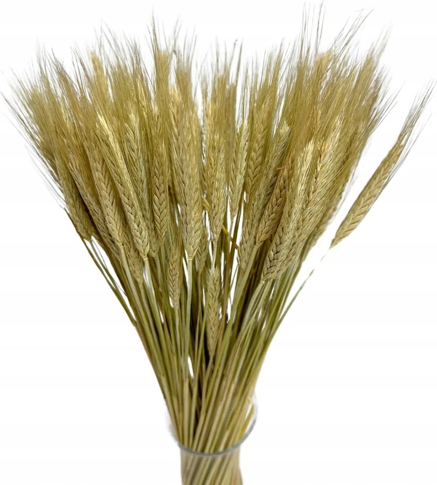 Szárított tritikálé natúr 60db-os aszalt gabona csokor gabona koszorú
