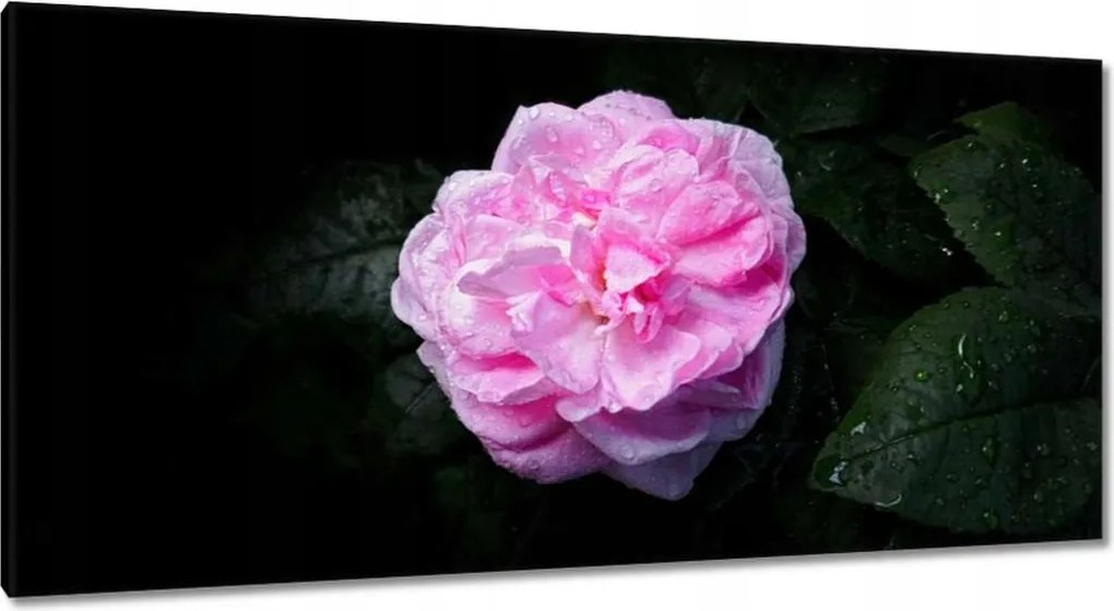 Vászonkép 115x55 Rózsaszín bazsarózsa cseppekkel