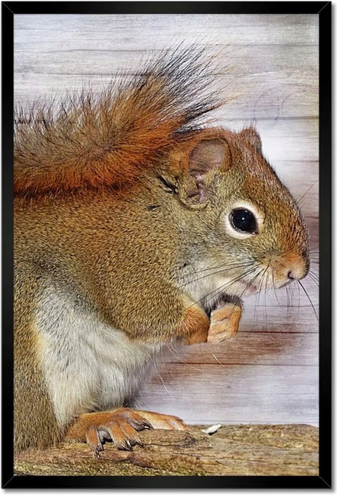 Poszterek keretben 40x60 Mókus