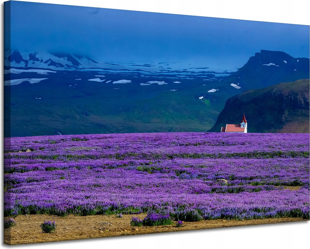 Vászonkép Természet Levendula mező Virágok 120x80