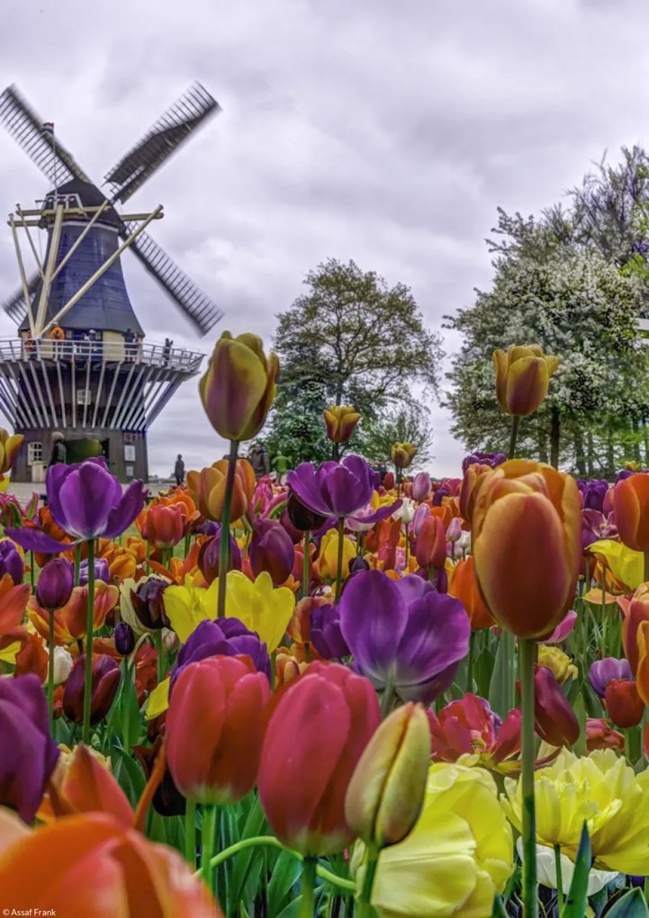 Poszter 21x29,7cm Színes tulipánok a kertben Keukenhof, Assaf Frank