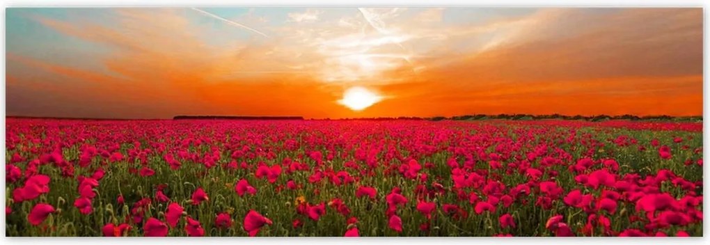 Poszterek 200x66 Rózsaszín pipacsok Naplemente