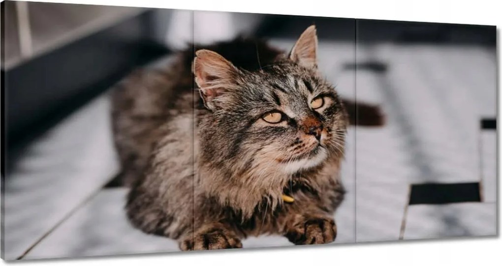 Vászonkép 180x90 Cica