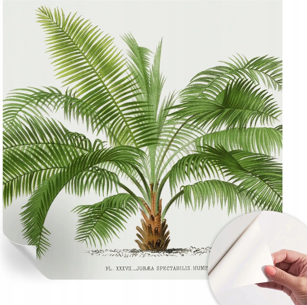 Öntapadós Fali Fotótapéta Hálószobába Csillogó pálmafa 250x250 cm