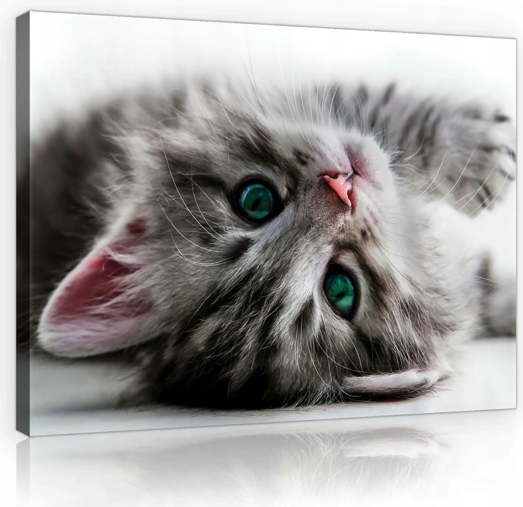 Vászonkép 70x50 Zöld szemű cica skandináv stílusban a nappaliba