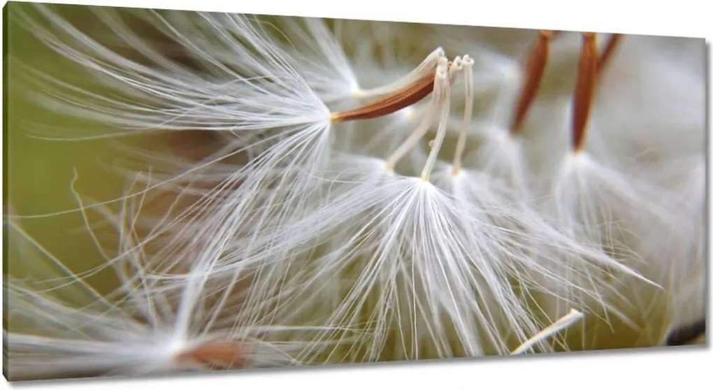 Vászonkép 115x55 Pitypang Virág Virágok