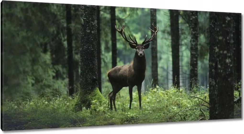 Vászonkép 115x55 Szarvas Erdő Tájkép