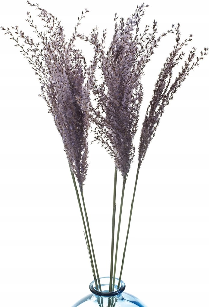 Szárított lila miskant 5 db szárított díszfű természetes fű