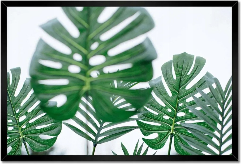 Poszter keretben 60x40 Mosnter levelek lyukas