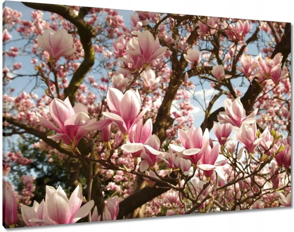 Vászonkép 100x70 Magnólia Virágok Kék