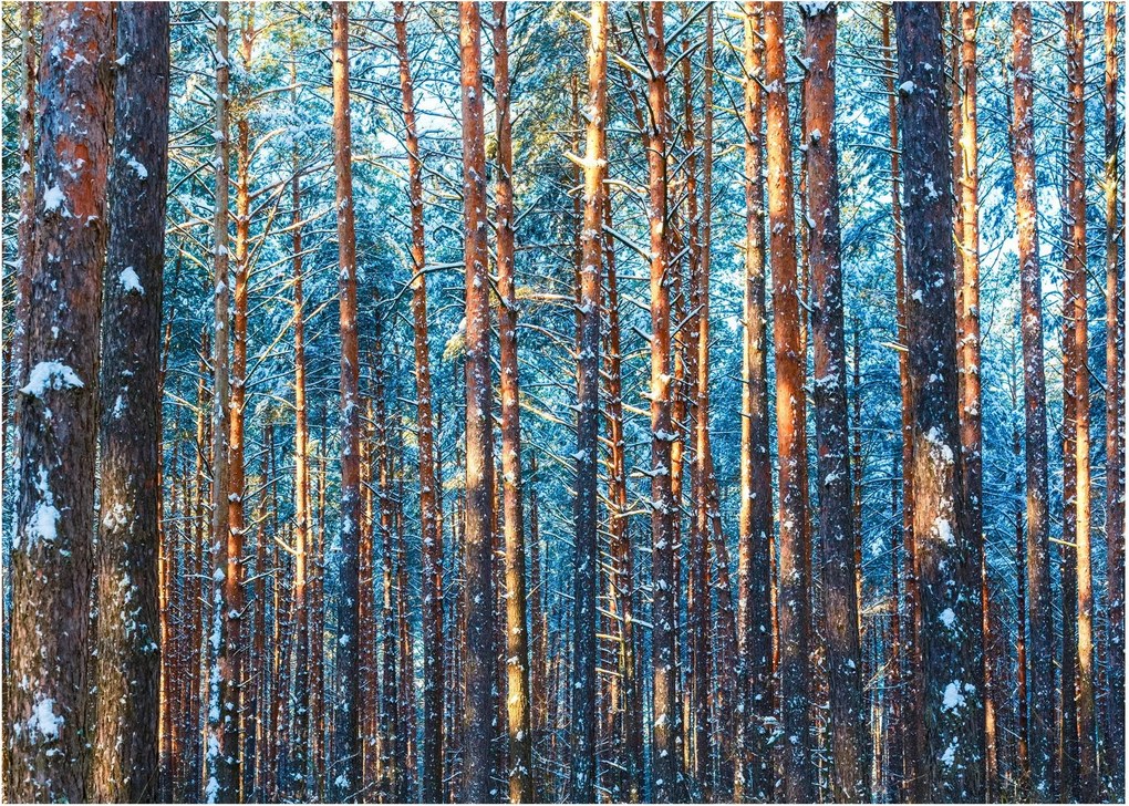 Kép - téli erdő (70x50 cm)