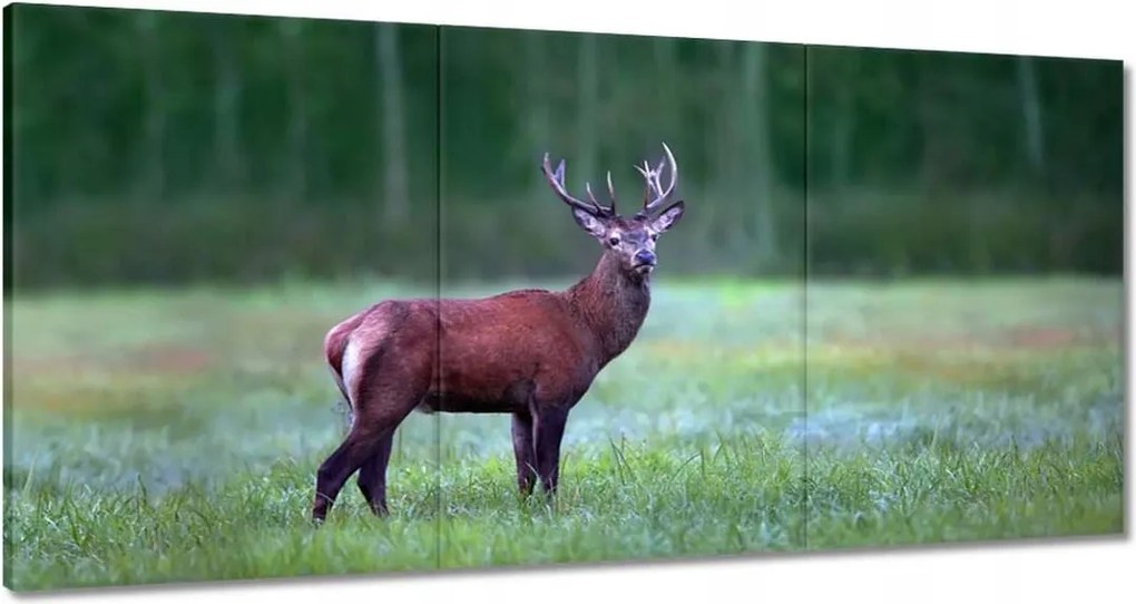 Vászonkép 120x60 Szarvas Erdő Tájkép