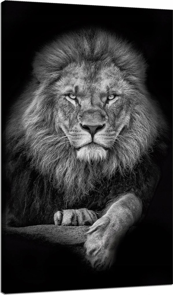 Vászonkép Szürke Oroszlán Arc Túl a Királyon 70x120 cm Ideális ajándék