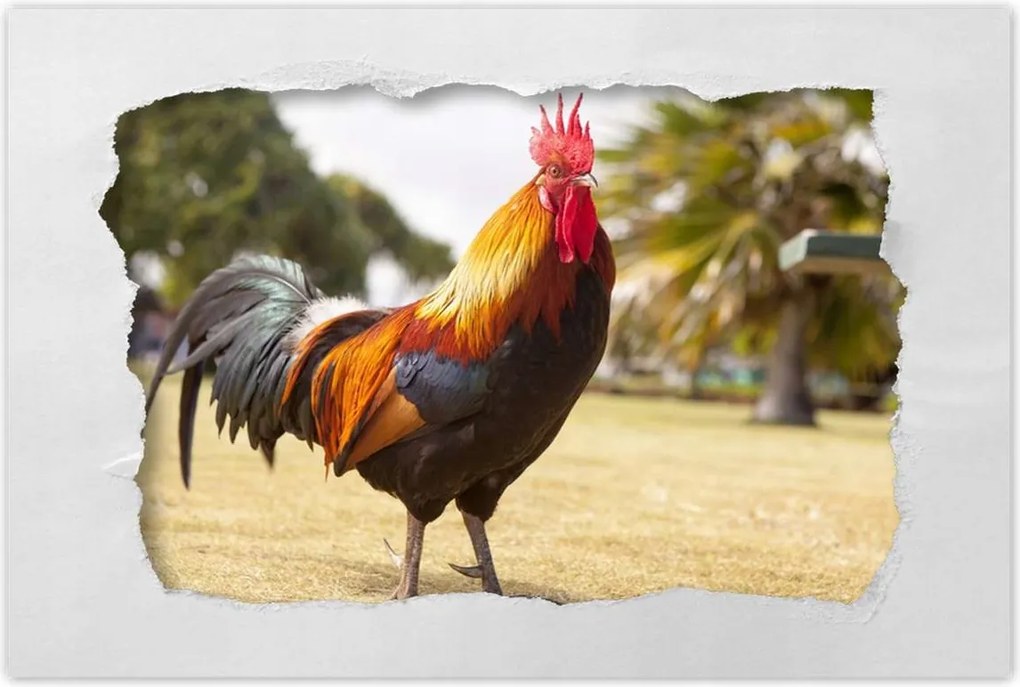 Poszterek 90x60 Kakas