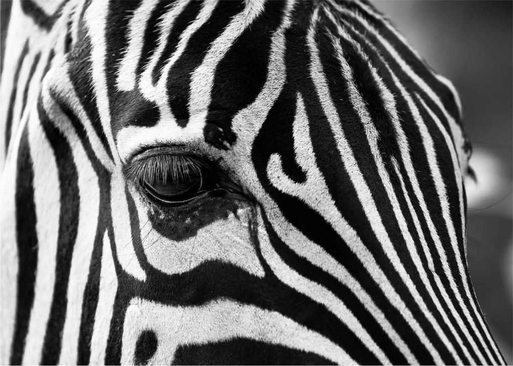 Zebra képe (70x50 cm)