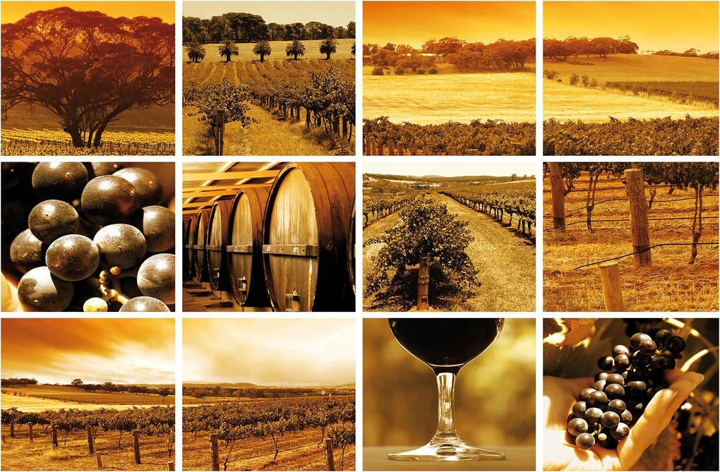 Fotótapéta Szőlő Provence és Toszkána pince inspiráció 208x146 +ragasztó