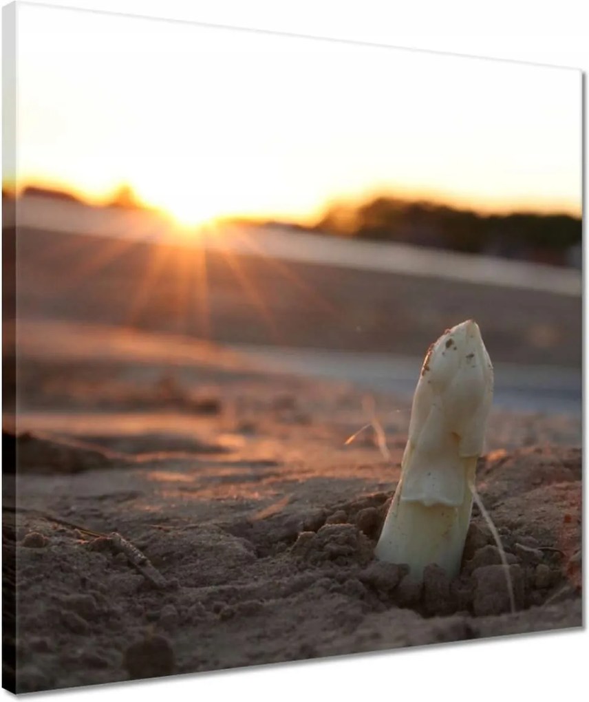 Vászonkép 40x40 Spárga növekedés