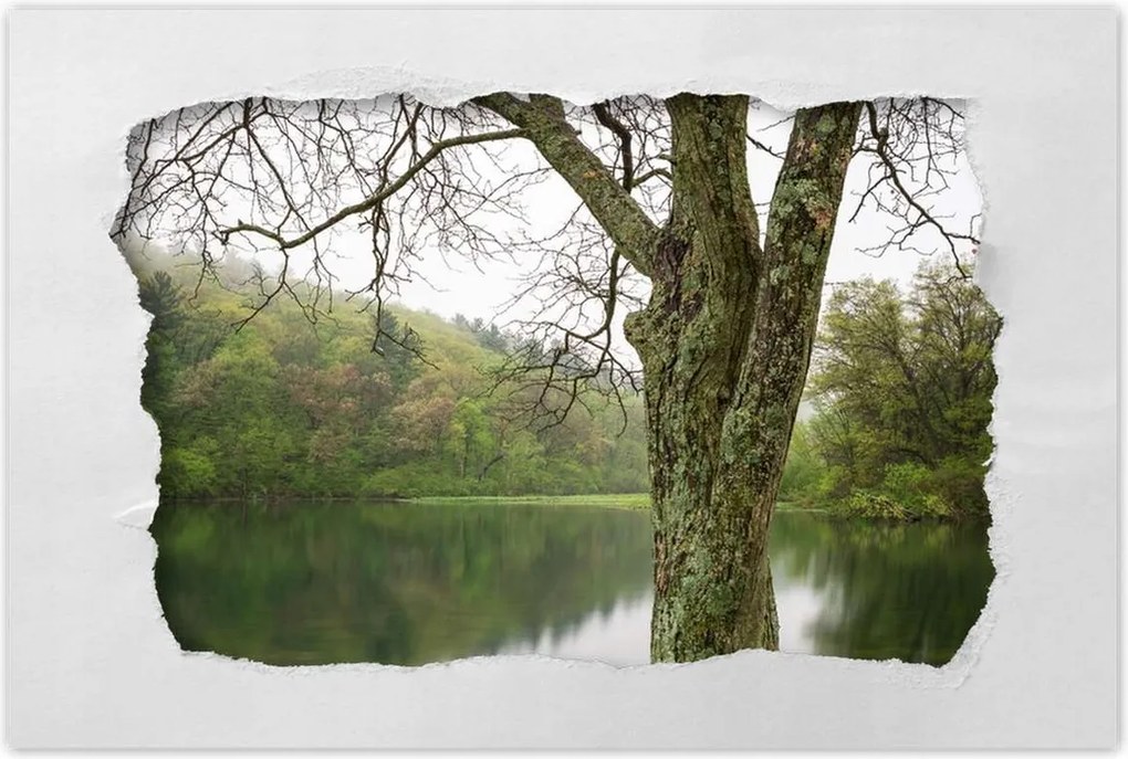 Poszterek 120x80 Fa Folyó Erdő