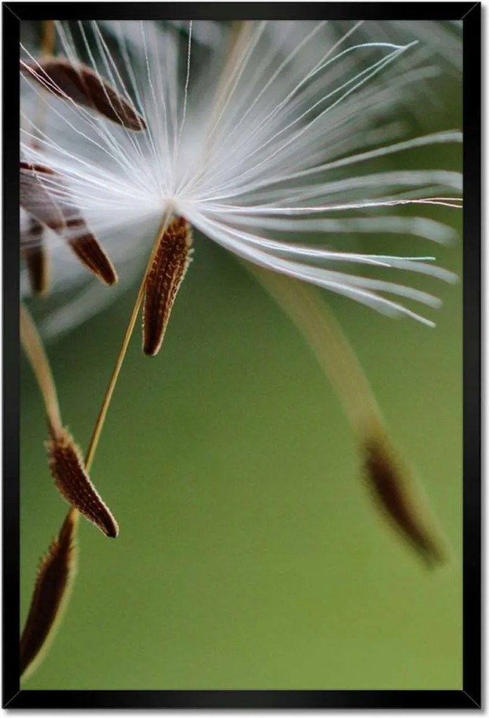 Poszterek keretben 40x60 Pitypang Virág Virágok