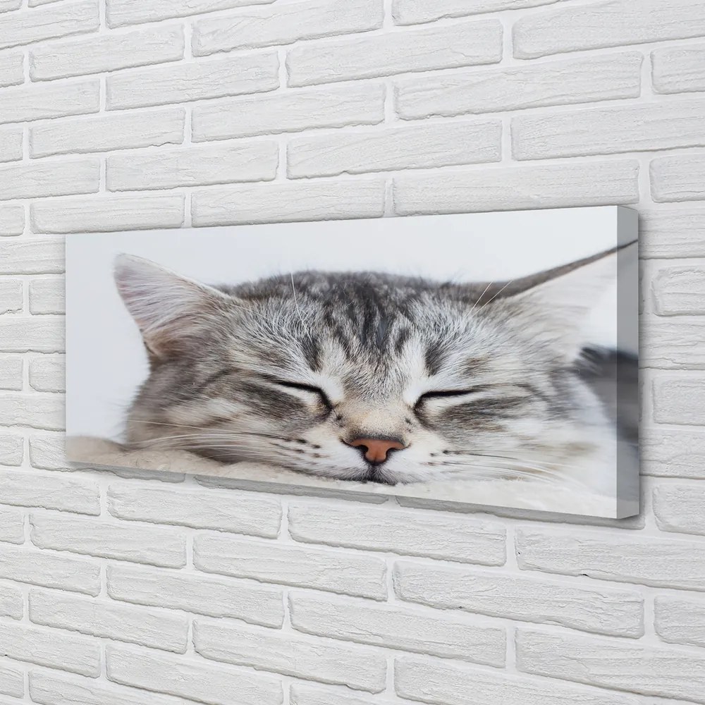 Canvas képek álmos macska 125x50 cm