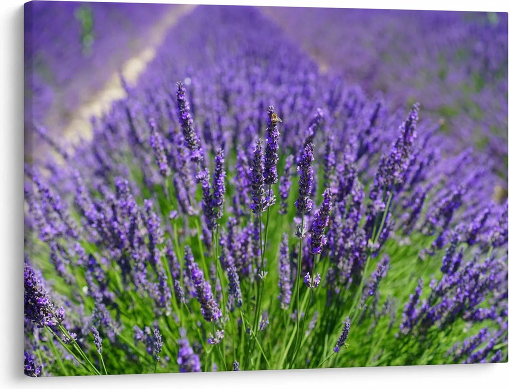 Kép - levandula (70x50 cm)