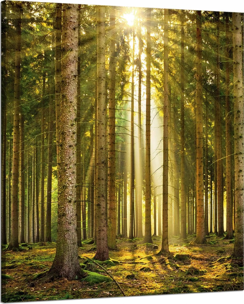 Vászonkép Erdő Fák Nap Természet Tavasz 80x100 cm