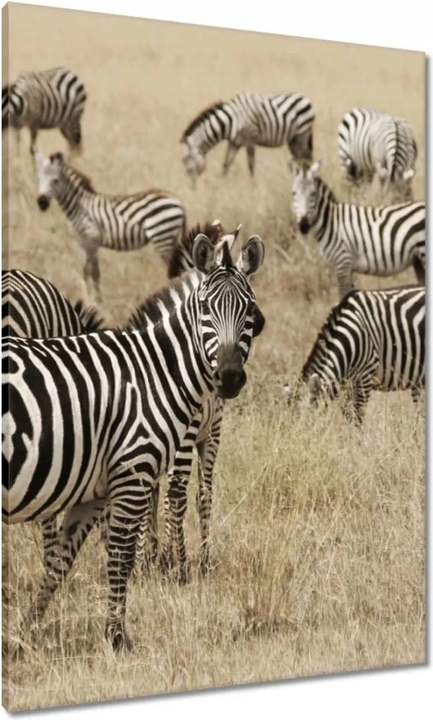 Vászonkép 70x100 Zebrák a szavannán