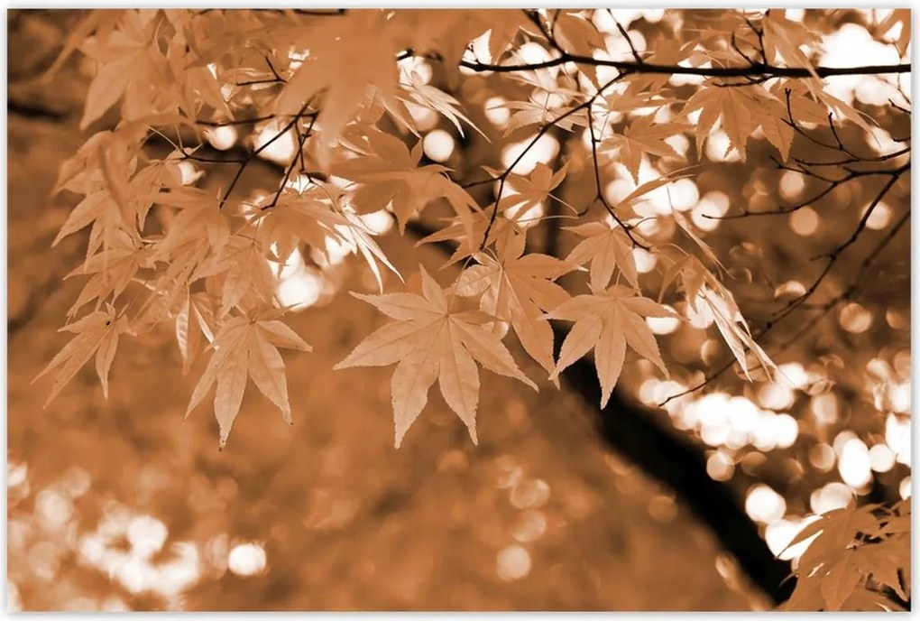 Poszterek 120x80 Szépia Őszi levelek